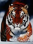 pic for Bengal Tiger in Snow